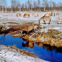 Пейзаж с тарпанами в Столбцовском районе. Беларусь. :: Александр Сапунов