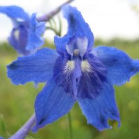 Живокость :: Anna Ivanova