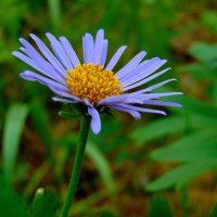 Синяя ромашка. :: nadyasilyuk Вознюк