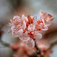 Цветение. :: Лилия .