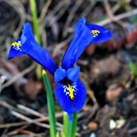 2 апреля - первый ирис :: Светлана 2 апреля - первый ирис :: Светлана