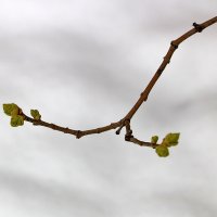 7 апреля - уже почки на сирени :: Светлана 7 апреля - уже почки на сирени :: Светлана