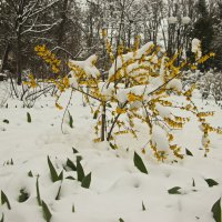апрельский снег :: Владимир Зырянов апрельский снег :: Владимир Зырянов