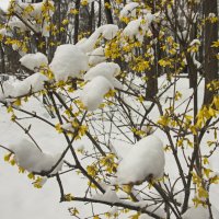 апрельский снег :: Владимир Зырянов апрельский снег :: Владимир Зырянов