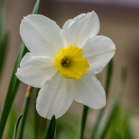 Нарцисс :: Referee (Дмитрий)