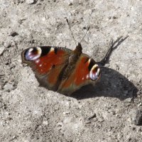 Первые ! :: Елена Шаламова