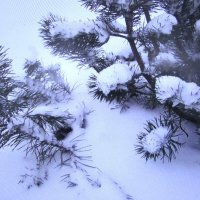 Всё в снегу :: Людмила Смородинская