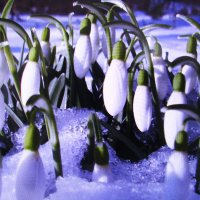 Утонула красота :: Людмила Смородинская