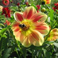 Не оторваться как вкусно! :: Дмитрий Петров Не оторваться как вкусно! :: Дмитрий Петров