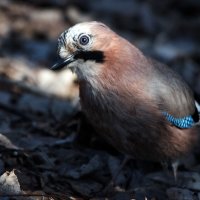 *** :: Владимир Безбородов *** :: Владимир Безбородов
