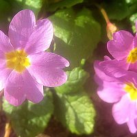 Весеннее :: Елена Семигина