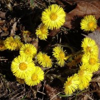 Мать-и-мачеха :: Рита Симонова