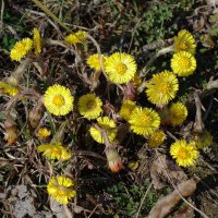 Мать-и-мачеха :: Рита Симонова