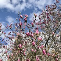 Скоро весна. :: Pippa 