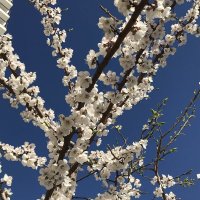 Скоро весна :: Pippa 