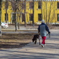Прогулка с собакой :: Александр Синдерёв