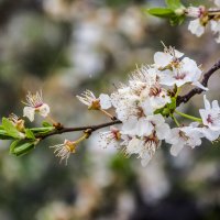 Пробуждение :: Валентин Семчишин
