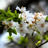 Веточка  вишни :: Валентин Семчишин