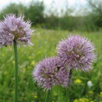 Лук торчащий :: Anna Ivanova