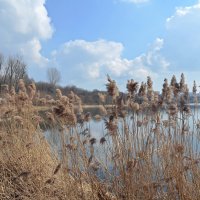 Городская природа :: Oleg4618 Шутченко