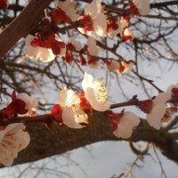 Солнечный луч :: Наталья 