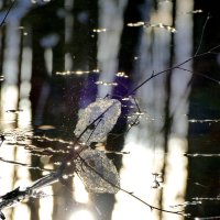 начало апреля 6 :: Александр Прокудин