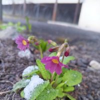 Примулы :: Сапсан 