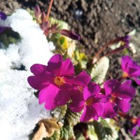 Примула :: Сапсан 