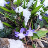 Хионодокса :: Сапсан 