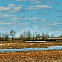 Май...Лебеди-кликуны в окрестностях Юганской Оби. :: Владимир 