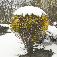 Апрельский снег :: Владимир Зырянов Апрельский снег :: Владимир Зырянов