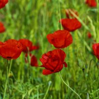 Весна. :: Alexander Amromin Весна. :: Alexander Amromin