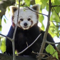 Красная панда :: Андроник Александр 