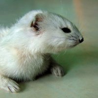 Ласка. :: nadyasilyuk Вознюк