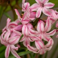 гиацинт :: Игорь Сикорский