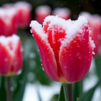 Сегодня выпал снег :: Игорь Сикорский