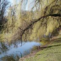 Апрель :: Рита Симонова