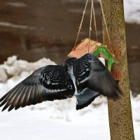 Снова зима... Опять голодно... :: Светлана Снова зима... Опять голодно... :: Светлана