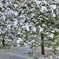 9 апреля - опять пришла зима... :: Светлана 