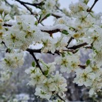 Цветущая слива в снегу :: Наталья 