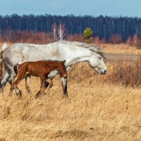 *** :: Алексей Мезенцев *** :: Алексей Мезенцев
