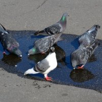 Птицы пьют воду из лужи :: Сергей М Птицы пьют воду из лужи :: Сергей М