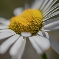 Ромашка. :: Лилия *