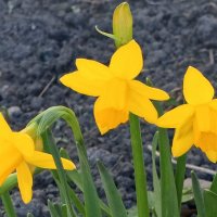 Нарцисс :: Сапсан 