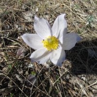 радость первых цветов :: Елена Шаламова