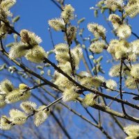 Ива остролистная :: Рита Симонова