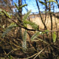 Ива козья :: Рита Симонова