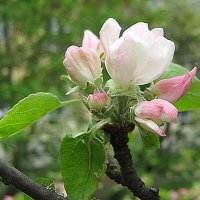 В месяце мае :: Елена Семигина