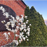 Маленькая звёздчатая магнолия. :: Валерия Комова