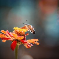 Бражник :: Лилия .